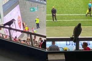 欧洲杯直播-罗体：凯泽斯劳滕主场安装假鸟模型，避免鸽子太多造成鸽粪污染